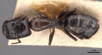 Camponotus geralensis casent0905493 d 1 high.jpg