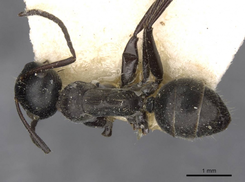 File:Camponotus kutteri casent0910521 d 1 high.jpg