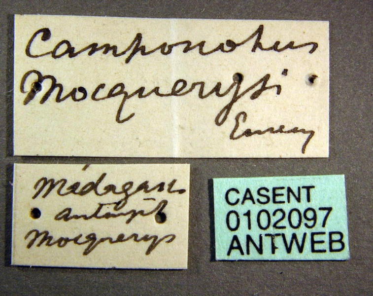 File:Camponotus mocquerysi casent0102097 label 1.jpg