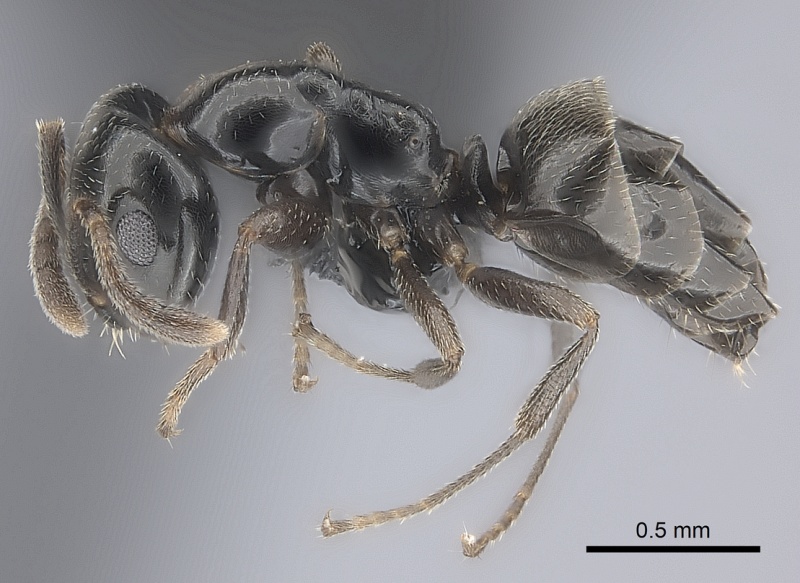 File:Myrmelachista chilensis casent0066292 p 1 high.jpg