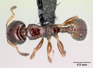 Nesomyrmex brunneus casent0428256 d 1 high.jpg