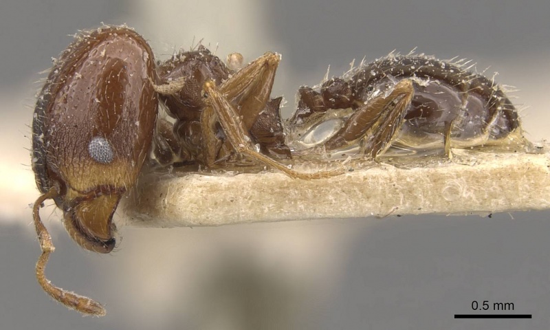 File:Pheidole calens casent0908240 p 1 high.jpg