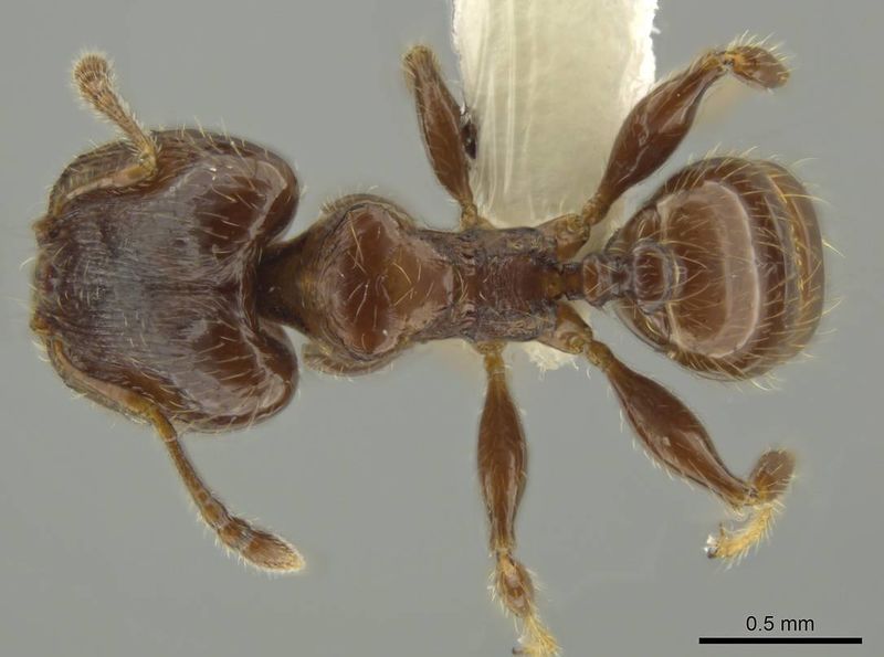 File:Pheidole dryas casent0644189 d 1 high.jpg