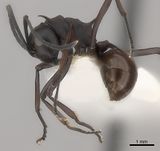 Polyrhachis arachne casent0217744 p 1 high.jpg
