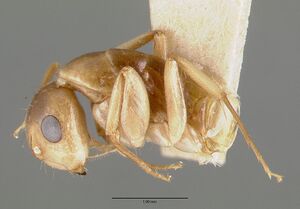 Camponotus macilentus castype00451-01 profile 1.jpg