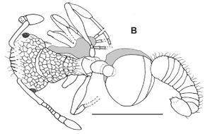 Enneamerus costatus F4B.jpg