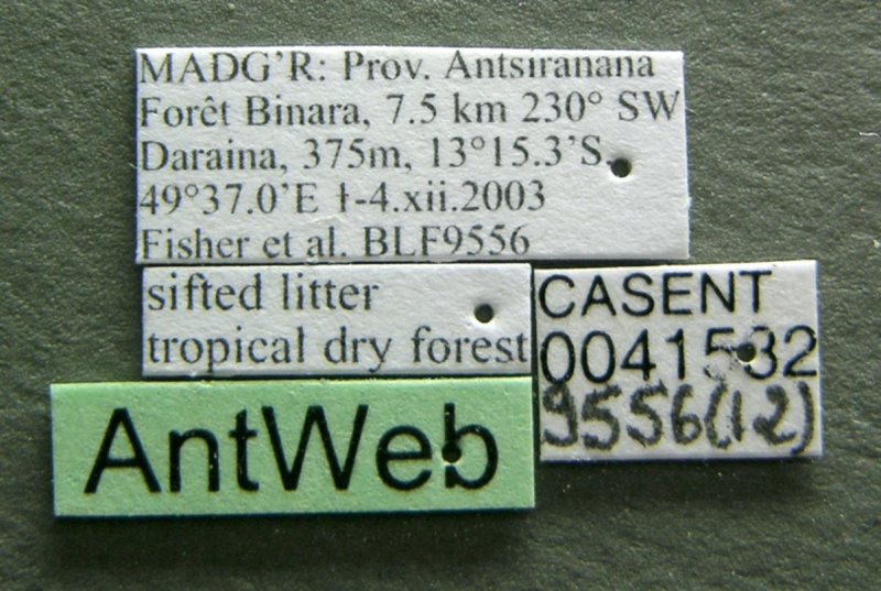 File:Monomorium flavimembra casent0041582 label 1.jpg