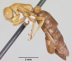 Neivamyrmex carolinensis casent0104856 profile 2.jpg