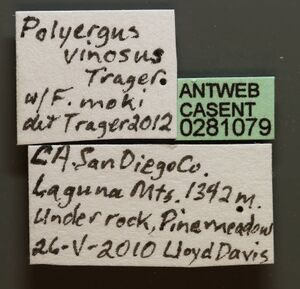 Polyergus vinosus casent0281079 l 1 high.jpg