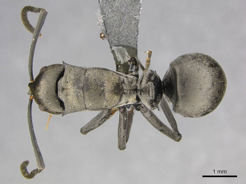 File:Polyrhachis curta casent0250040 d 1 high.jpg