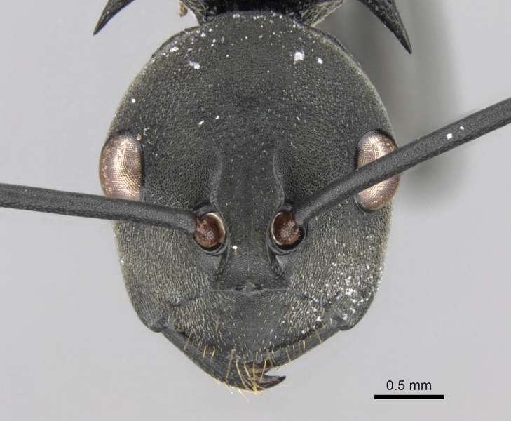 File:Polyrhachis gestroi casent0906775 h 1 high.jpg