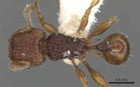 Tetramorium zypidum casent0901098 d 1 high.jpg