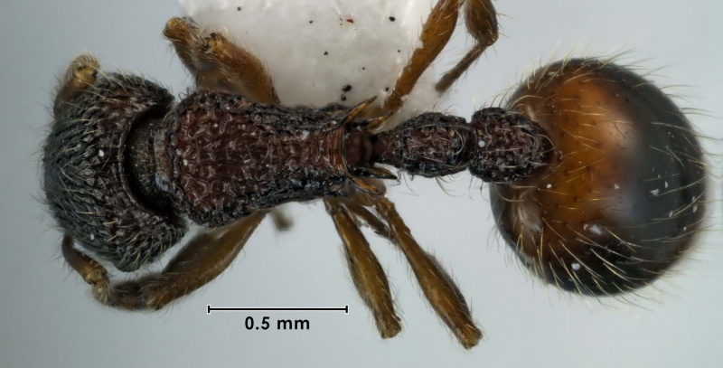 File:Austromorium flavigaster ANIC32-002561 top 50-web.jpg