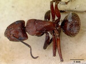 Camponotus sanguinea casent0172139 dorsal 1.jpg