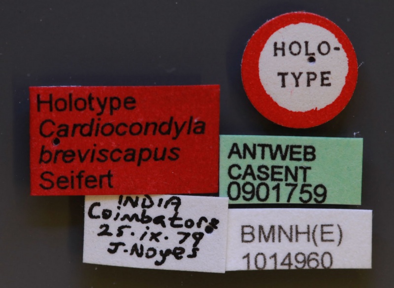 File:Cardiocondyla breviscapa casent0901759 l 1 high.jpg