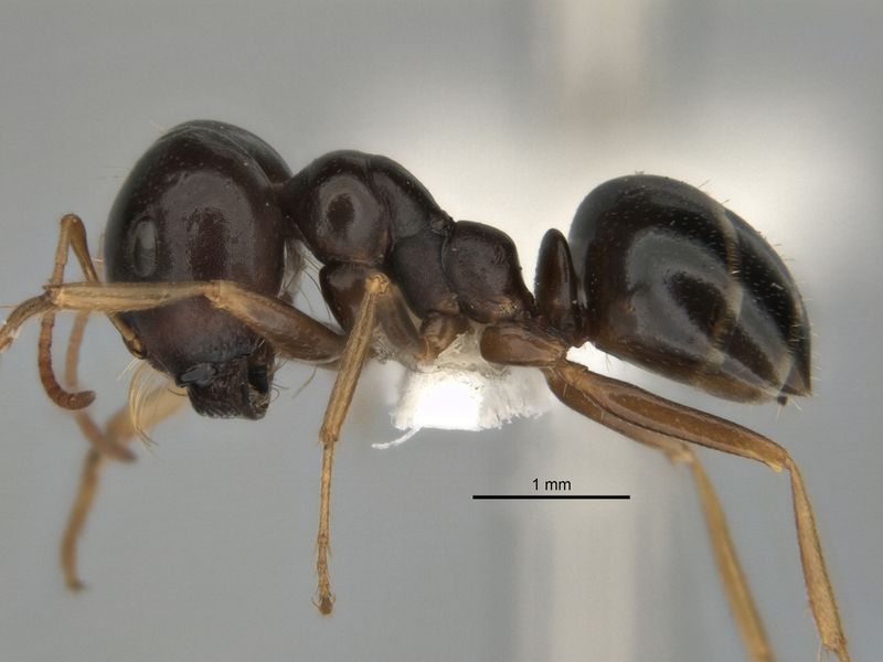 File:Melophorus chauliodon major side ANIC32-900189.jpg