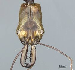 Odontomachus alius casent0915896 h 1 high.jpg