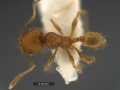 Pheidole-flavens-MCZ001MiD.jpg