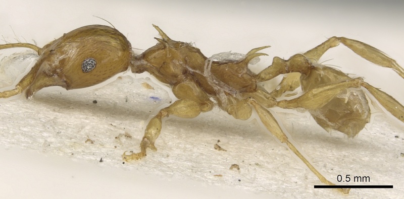 File:Pheidole amber casent0901330 p 1 high.jpg