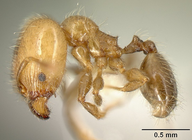 File:Pheidole arboricola inbiocri001218031 p 1 high.jpg