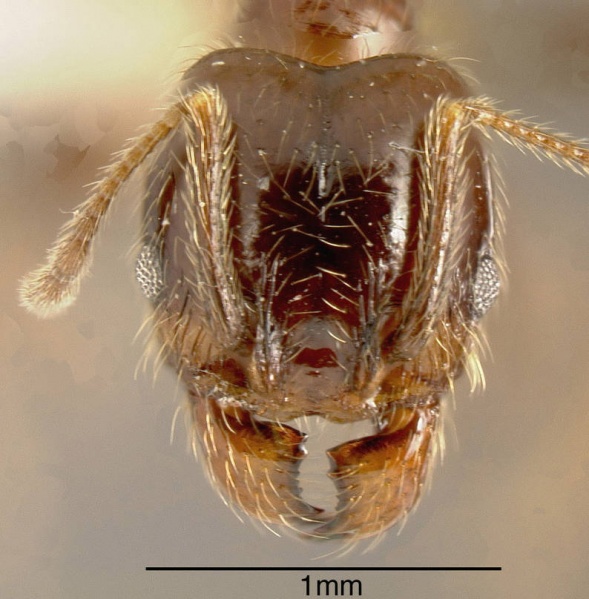 File:Pheidole laticornis inbiocri001282718 h 1 high.jpg