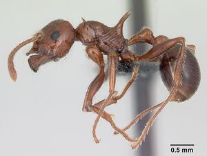 Pristomyrmex bispinosus casent0104923 profile 1.jpg