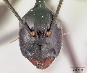 Camponotus longicollis casent0191989 h 1 high.jpg