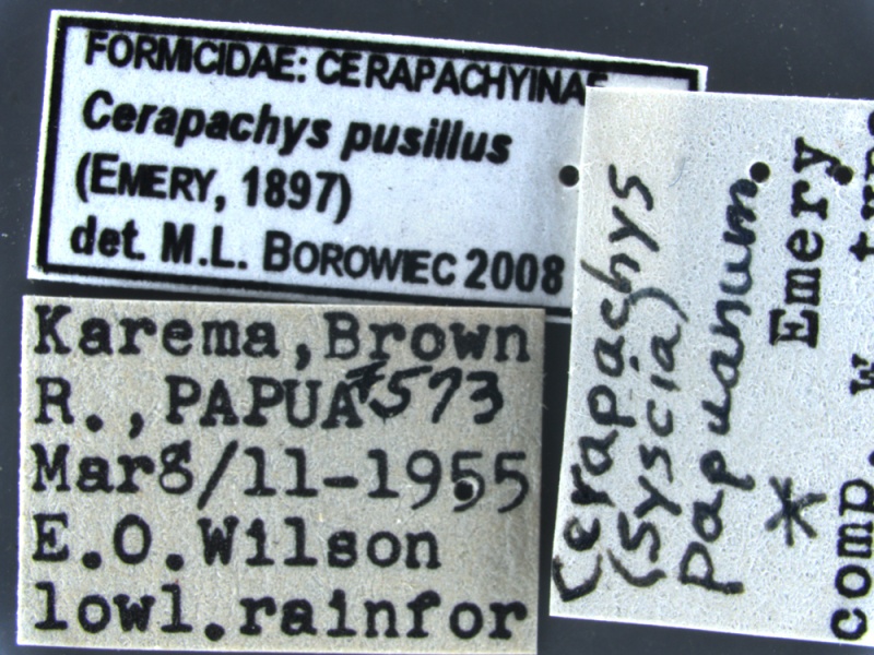 File:Cerapachys-pusillus-MCZ001Label.jpg