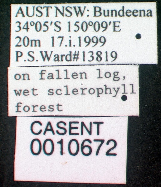 File:Dolichoderus scabridus casent0010672 label 1.jpg