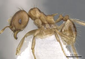 Lophomyrmex striatulus casent0901268 p 1 high.jpg