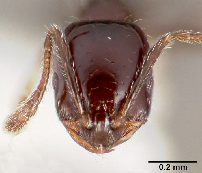 File:Monomorium ergatogyna casent0005781 head 1.jpg