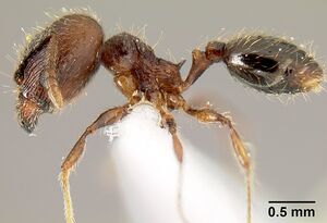 Pheidole mesomontana inb0003214187 p 1 high.jpg