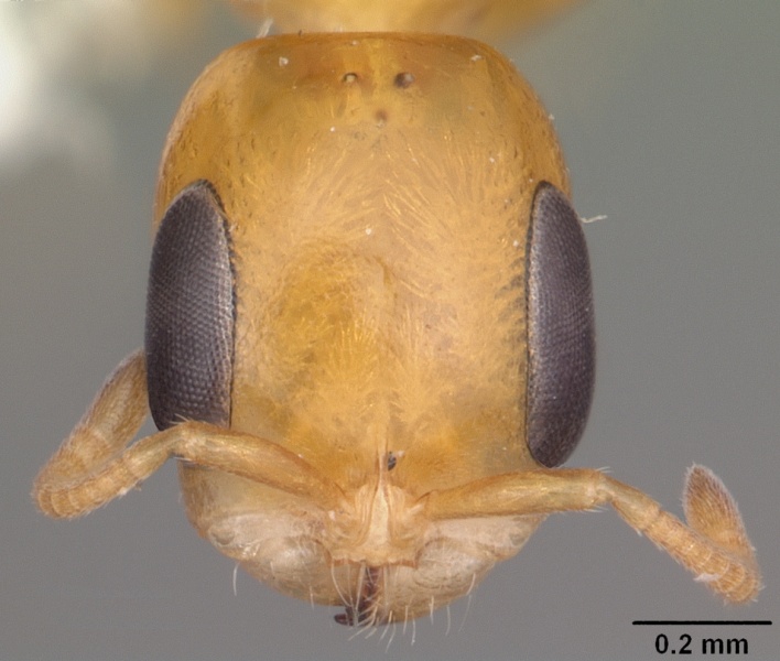 File:Pseudomyrmex simplex casent0104281 head 1.jpg