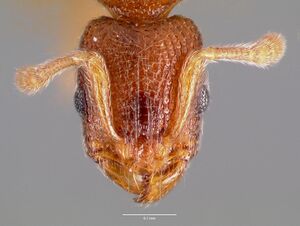 Vollenhovia emeryi casent0006098 head 1.jpg