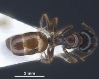 Camponotus anatolicus major D.jpg