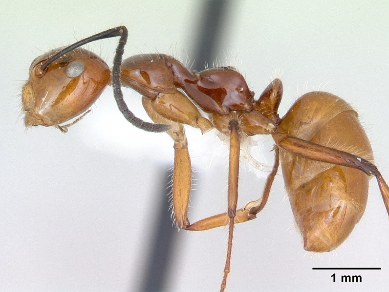 File:Camponotus constructor inb0003662435 profile 1.jpg