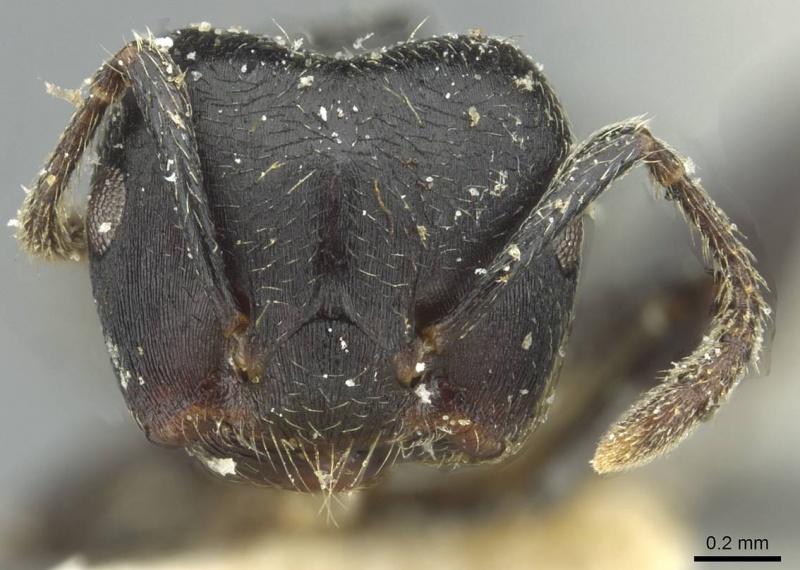 File:Crematogaster africana casent0912622 h 1 high.jpg