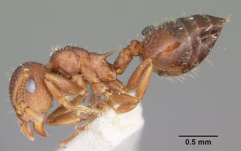 File:Crematogaster lineolata casent0104694 profile 1.jpg