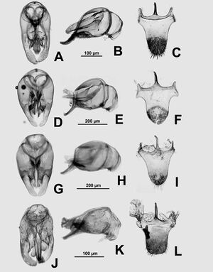 EYY Probolomyrmex 16.jpg