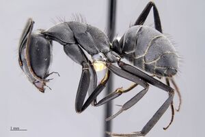 MCZ-ENT00513816 Camponotus euginae hal.jpg