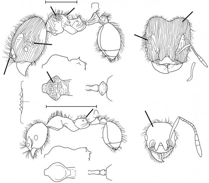 File:Pheidole mamore Wilson 2003.jpg