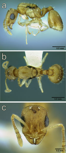 File:Prebus 2015 Figure 10.jpg