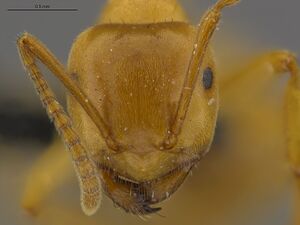 Mcz-ent00669444 Lasius subumbratus hef.jpg