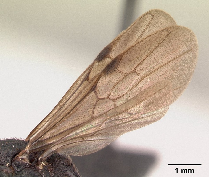 File:Mystrium oberthueri casent0179499 profile 2.jpg