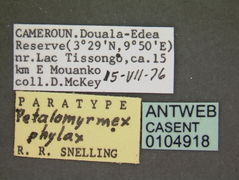 File:Petalomyrmex phylax casent0104918 label 1.jpg