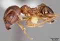 Pheidole teneriffana casent0005777 profile 1.jpg