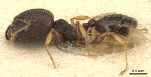 Pheidole xanthocnemis casent0904288 p 1 high.jpg