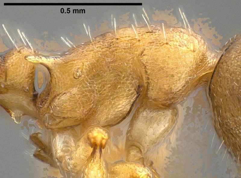 File:Temnothorax pilagens antweb1008482 p 2 high.jpg