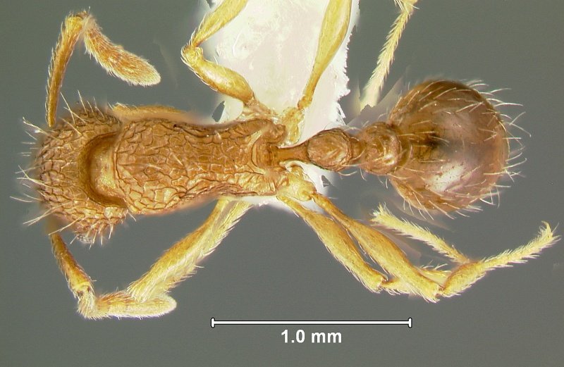 File:Tetramorium-rinatumD5.jpg