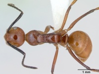 Camponotus constructor inb0003662435 dorsal 1.jpg